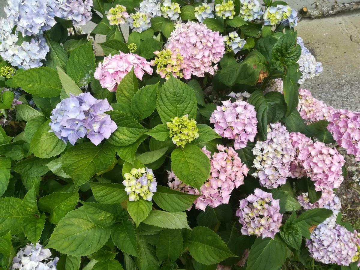 Le Clos Des Hortensias Toutainville Eksteriør billede